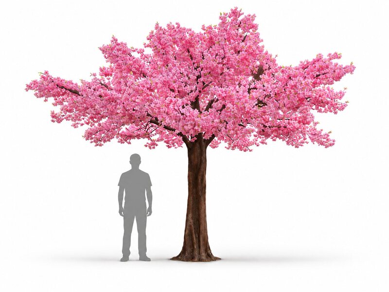 Pink cherry blossom tree with wide, dense canopy and textured brown trunk, shown beside a grey human silhouette for scale