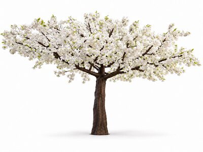 Full front view of a white cherry blossom tree, showing its broad blossom canopy and dark branches